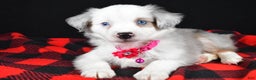 Miniature Australian Shepherd dogs for sale: Jewel - Ad 7