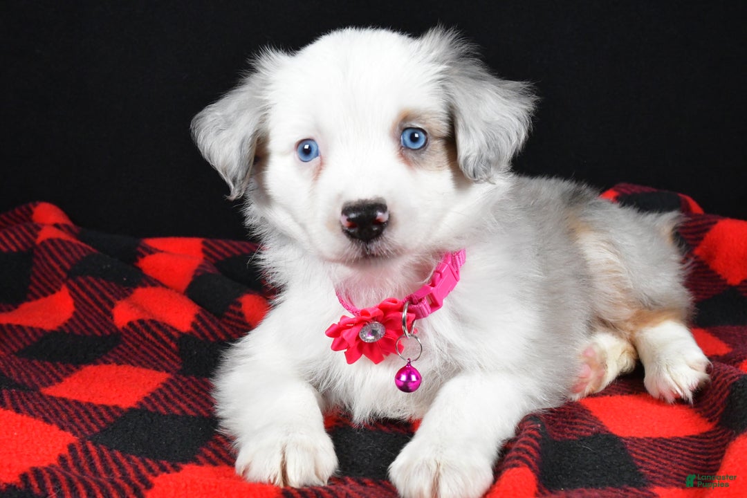 Miniature Australian Shepherd dogs for sale: Jewel - Ad 7