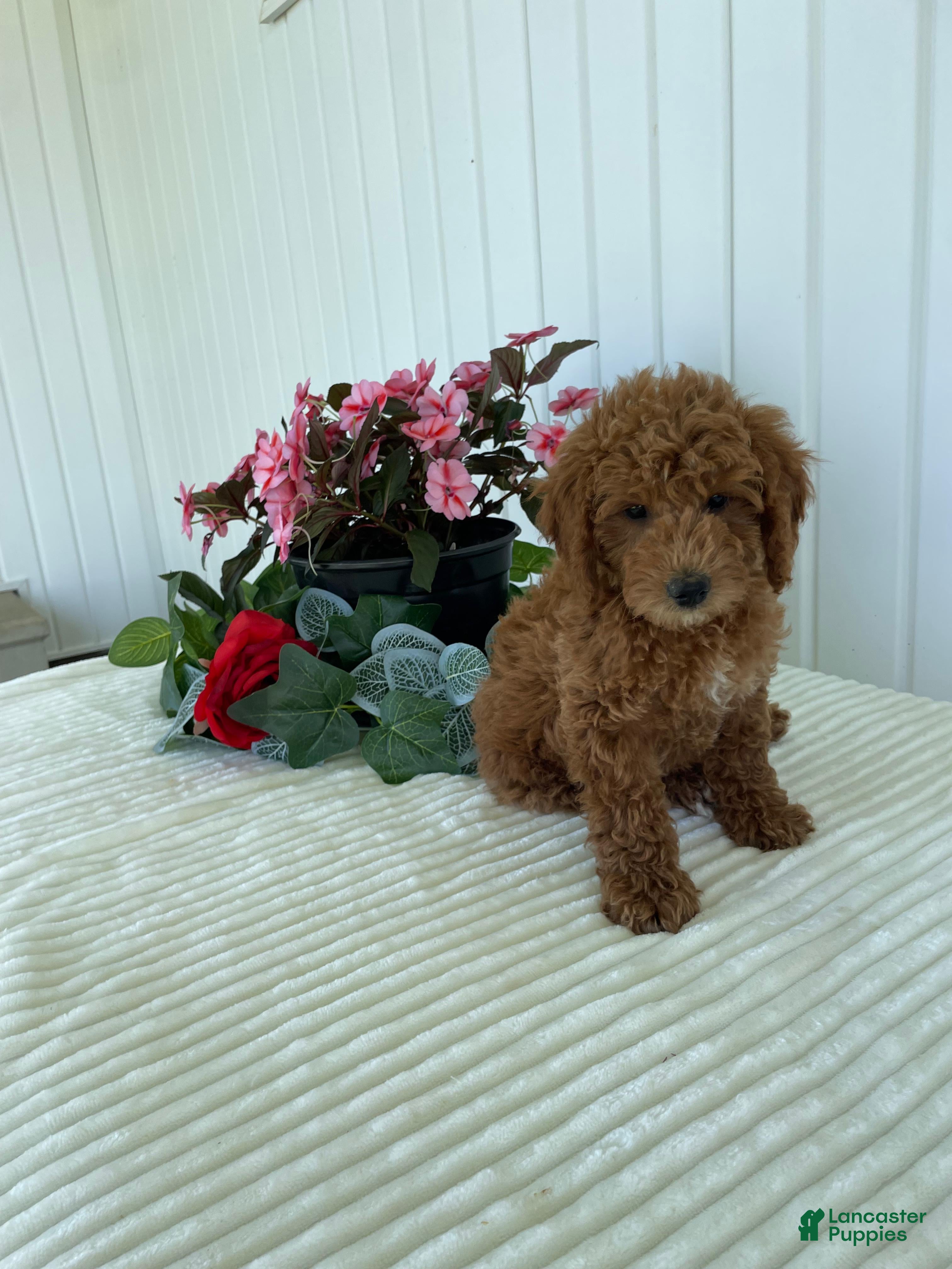Mini Goldendoodle dogs Timber - Ad 34