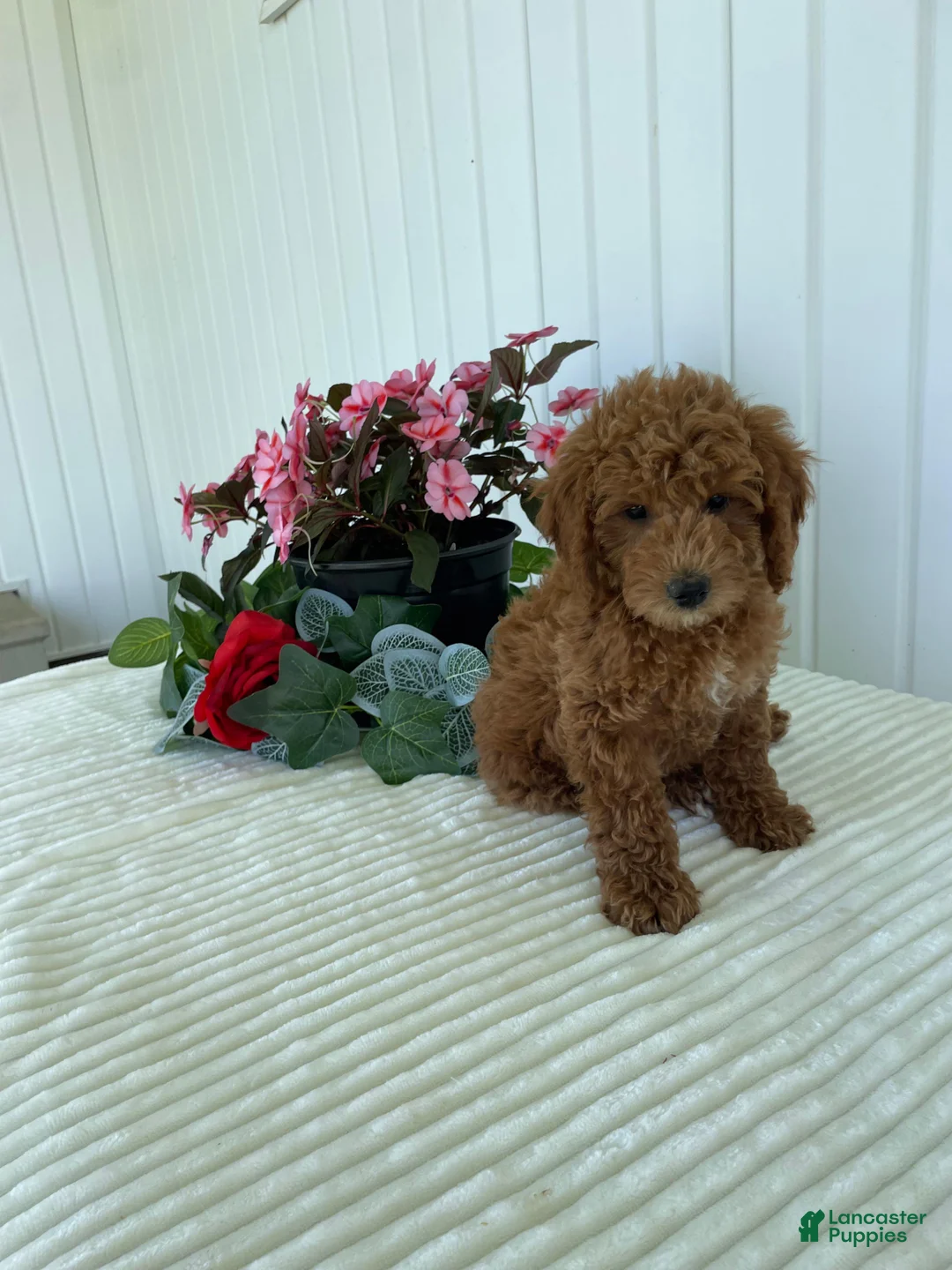 Mini Goldendoodle dogs for sale: Timber - Ad 1