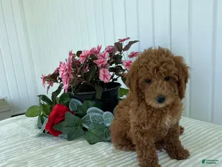 Mini Goldendoodle dogs Timber - Ad 36