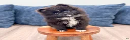 Pomeranian dogs for sale: Oreo - Ad 3