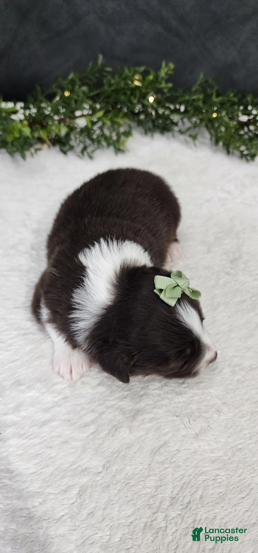 Miniature Australian Shepherd dogs for sale: Milo - Ad 2