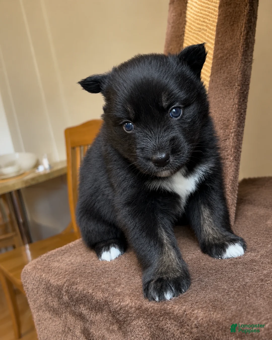 Pomsky dogs for sale: Sway - Ad 2