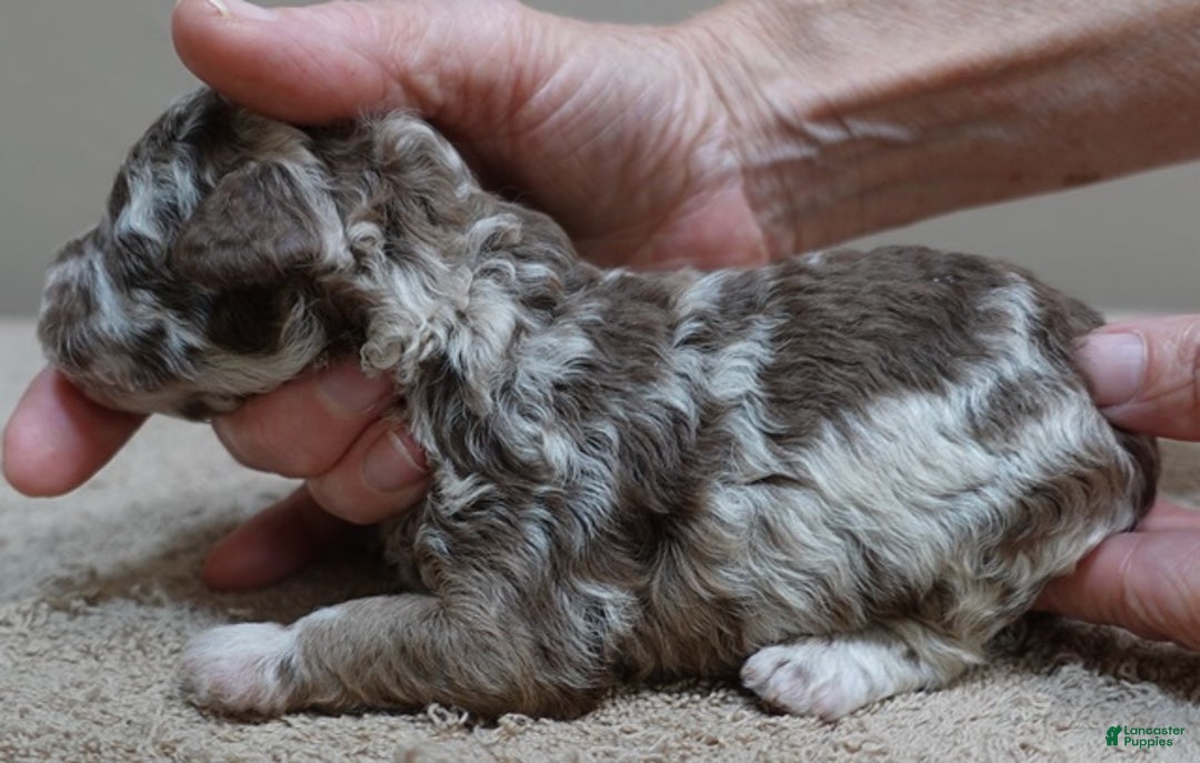 Toy Poodle dogs for sale: iven neutered 12/9/25 - Ad 22