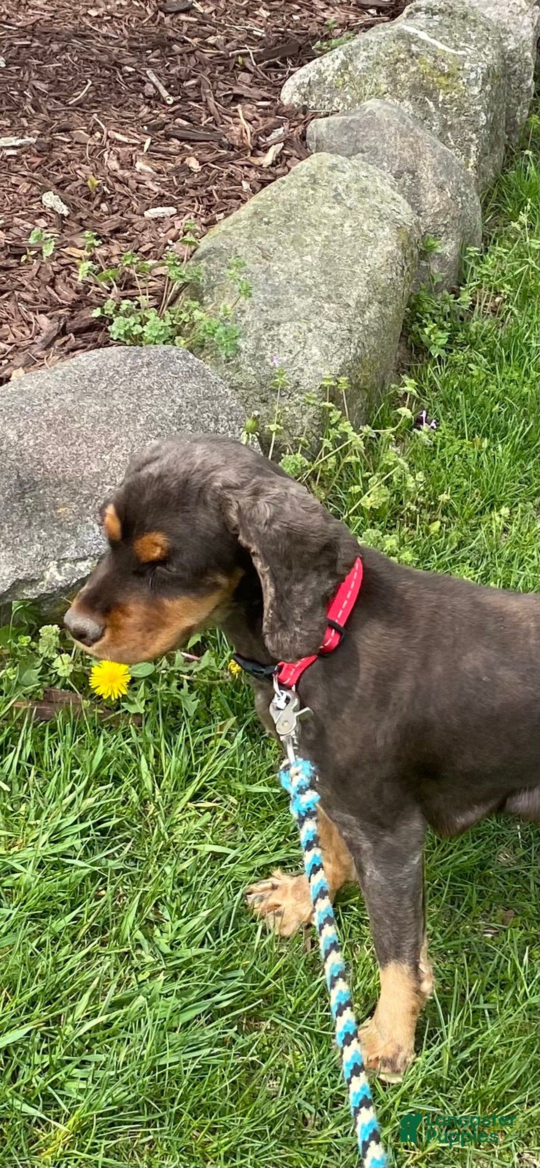 Cocker Spaniel dogs for sale: Ike - Ad 6