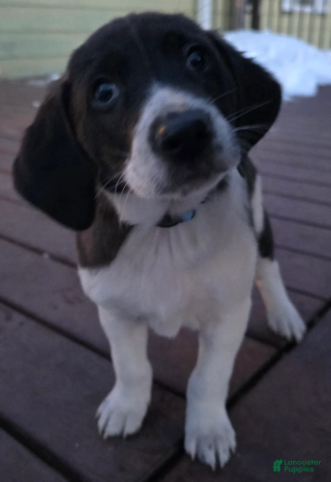 Other breed dogs for sale: Chocolate  - Ad 9