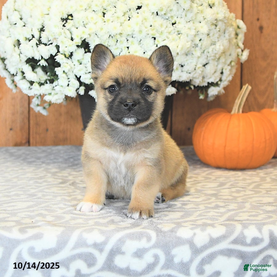 Mixed Breed dogs Lightning - Ad 24