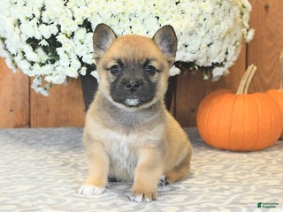 Mixed Breed dogs Lightning - Ad 42