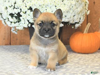 Mixed Breed dogs Lightning - Ad 36