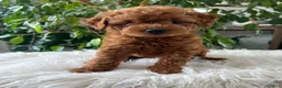 Mini Goldendoodle dogs for sale: Carolina - Ad 6