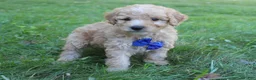 Mini Goldendoodle dogs for sale: Milo 💎 - Ad 2