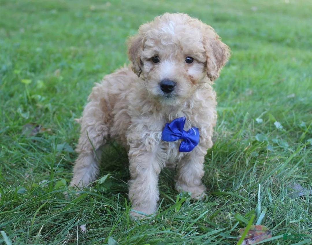 Mini Goldendoodle dogs for sale: Milo 💎 - Ad 2