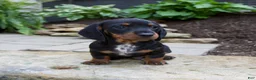 Miniature Dachshund dogs for sale: Gage - Ad 6