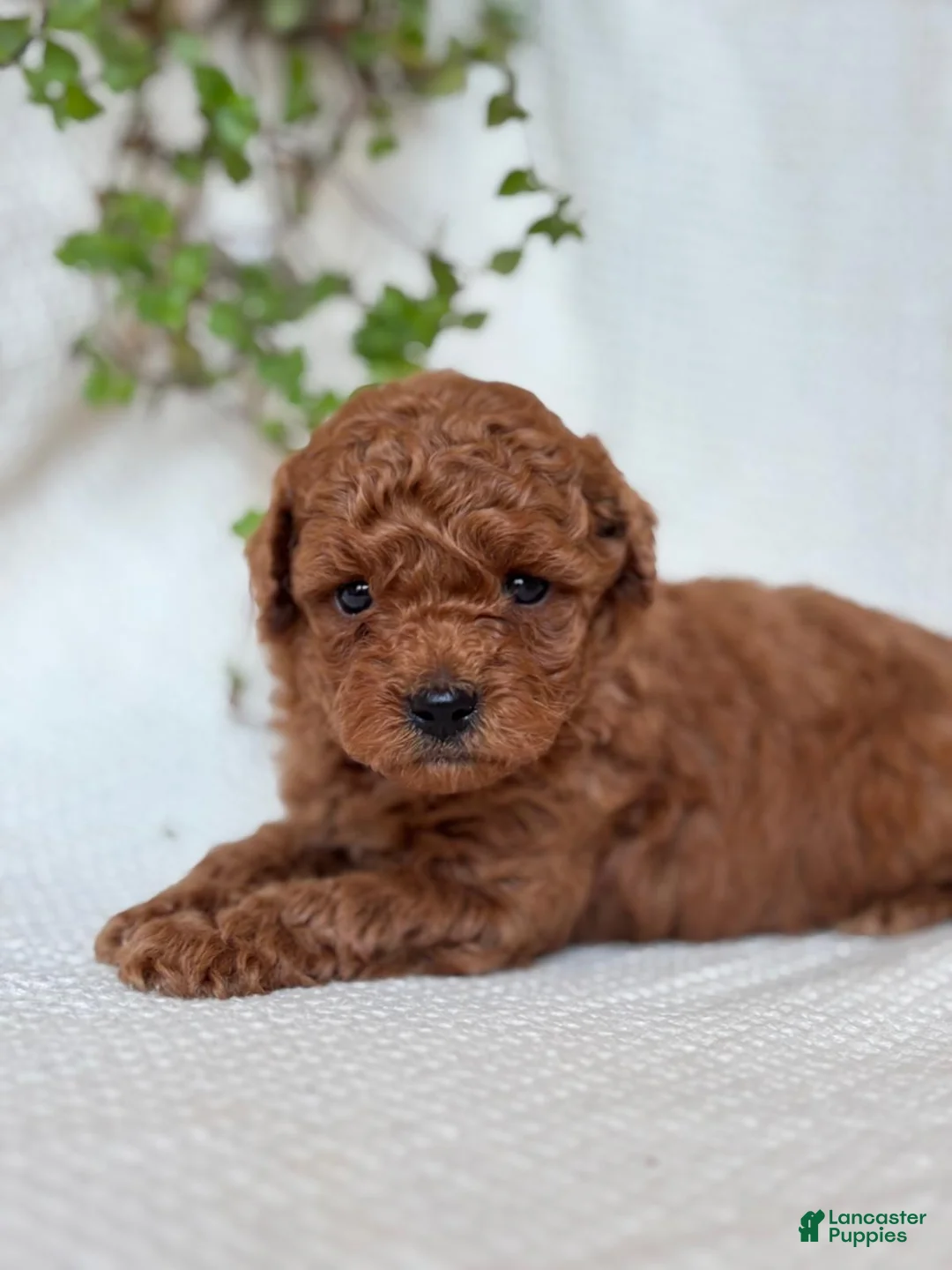 Mini Goldendoodle dogs for sale: Mini Goldendoodle 1 - Ad 2