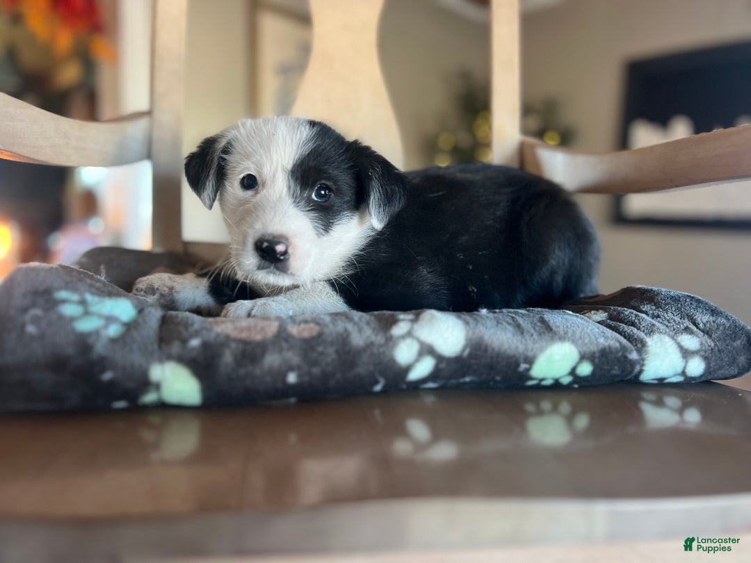 Mixed Breed dogs for sale: Polly - Ad 2