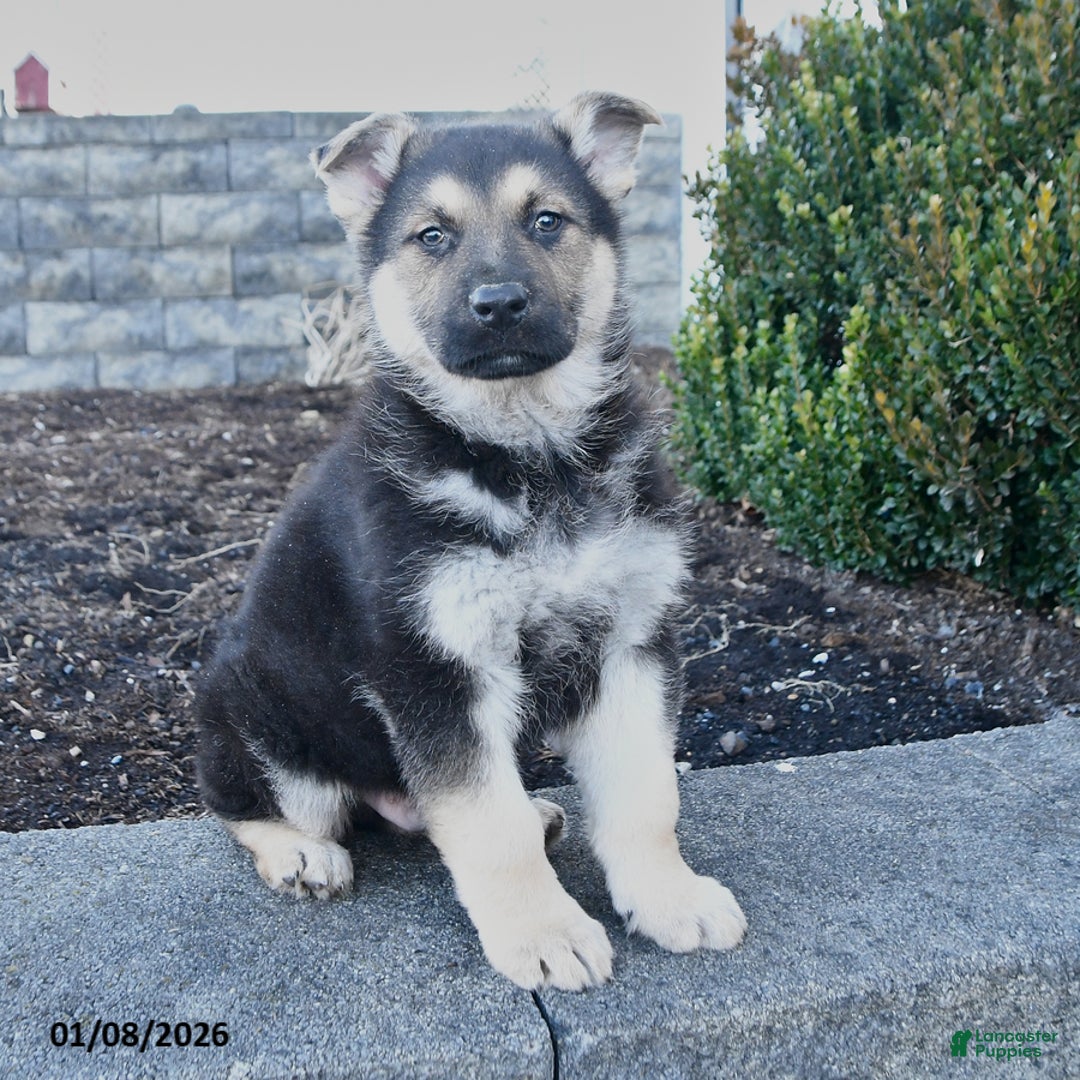 German Shepherd dogs for sale: Gunner - Ad 2