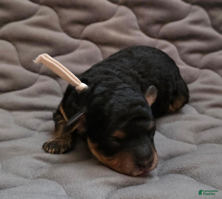 Toy Poodle dogs Asher phantom - Ad 2