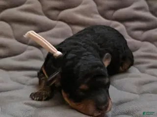 Toy Poodle dogs Asher phantom - Ad 2