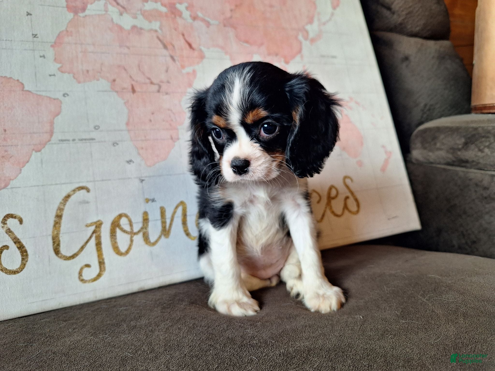 Cavalier King Charles Spaniel dogs Sadie  - Ad 2