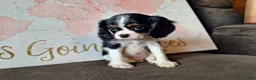 Cavalier King Charles Spaniel dogs for sale: Sadie  - Ad 2