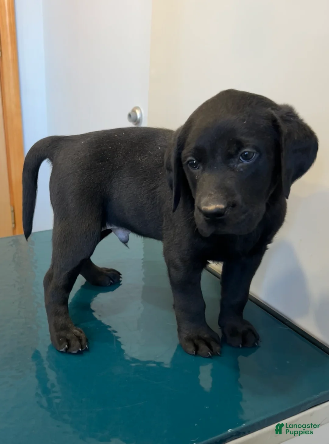 Labrador Retriever dogs for sale: Cole - Ad 2
