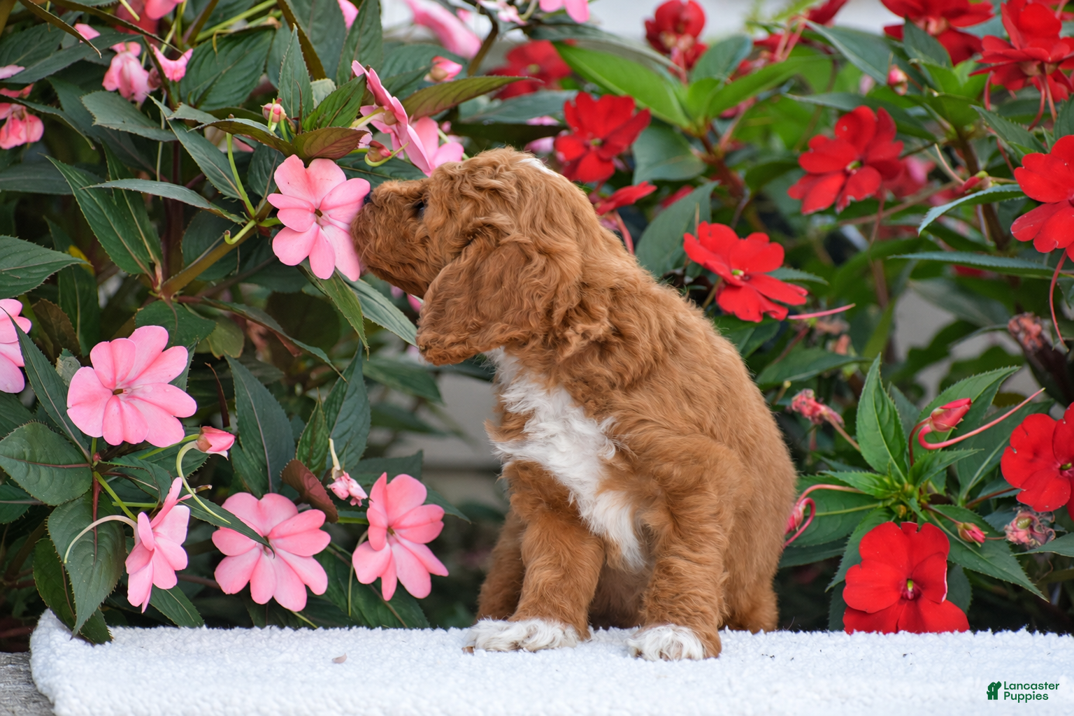 Mini Goldendoodle dogs Annabelle - Mini F1BB - Ad 2