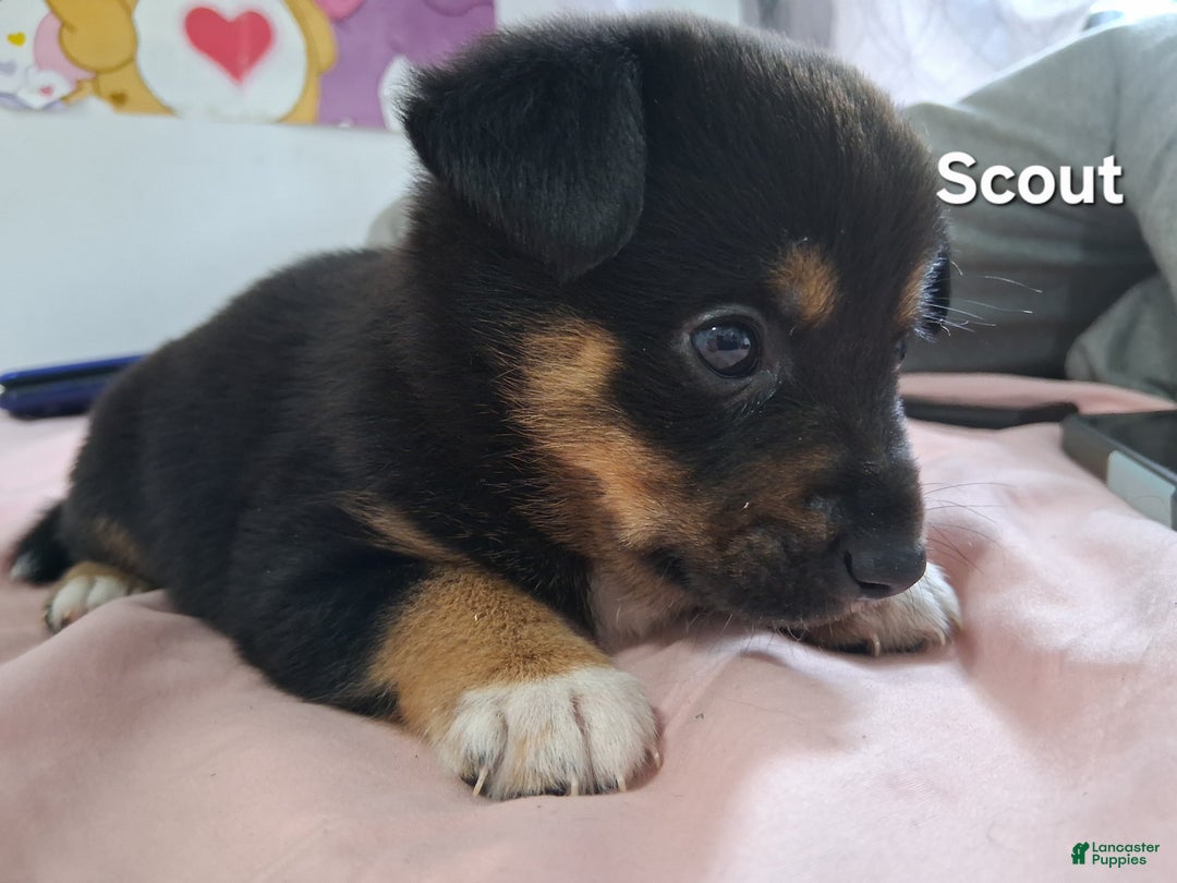 Mixed Breed dogs for sale: Scout - Ad 1