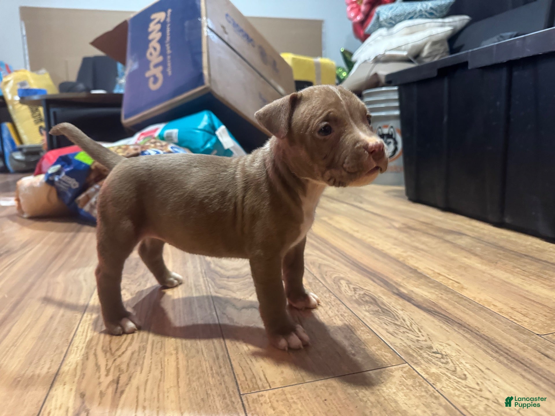 American Bully dogs American Bully 9 - Ad 2