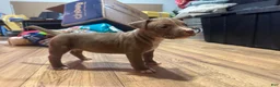 American Bully dogs for sale: American Bully 9 - Ad 2