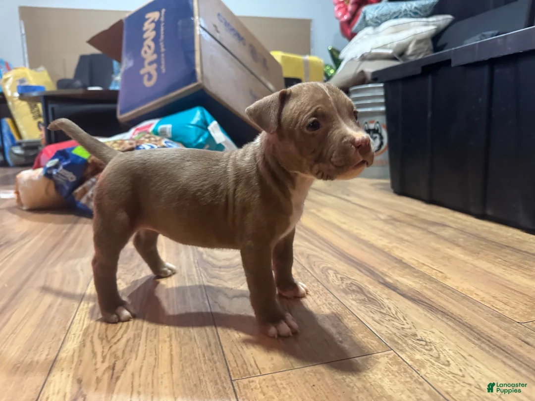 American Bully dogs for sale: American Bully 9 - Ad 2