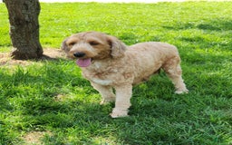 Mini Goldendoodle dogs for sale: Mia  - Image 11