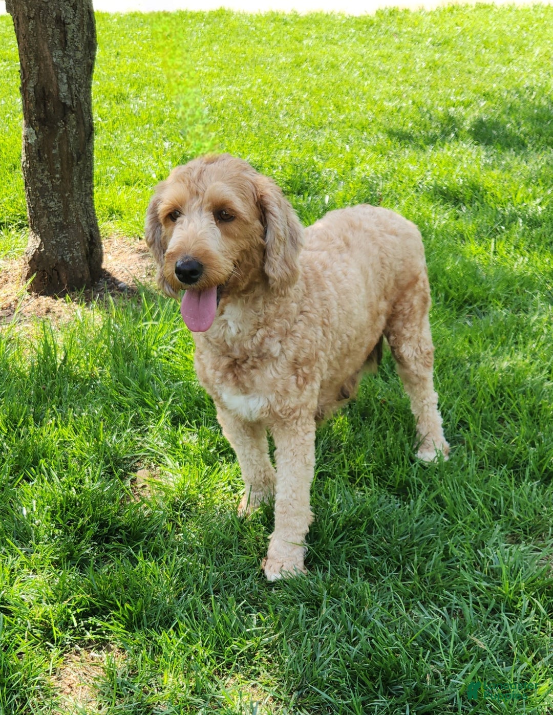 Mini Goldendoodle dogs for sale: Mia  - Image 11