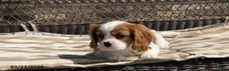 Cavalier King Charles Spaniel dogs for sale: Leo - Ad 8