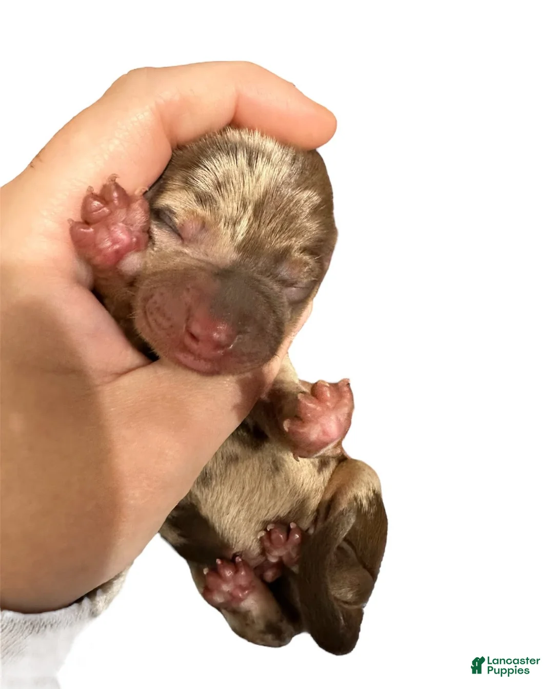 Miniature Dachshund dogs for sale: Chocolate Dapple Boy - Ad 1