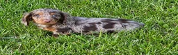 Miniature Dachshund dogs for sale: Denver - Ad 3