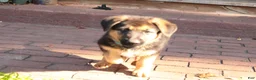 German Shepherd dogs for sale: Stormy Gale - Ad 3