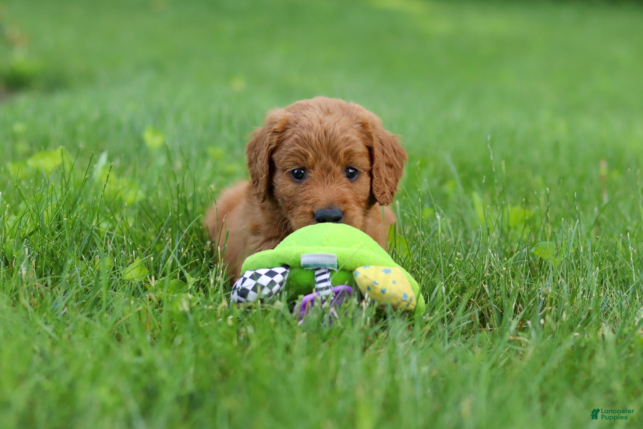 Goldendoodle dogs Charlie - Ad 2
