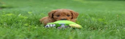 Goldendoodle dogs for sale: Charlie - Ad 2