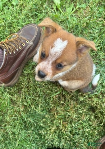 Maverick