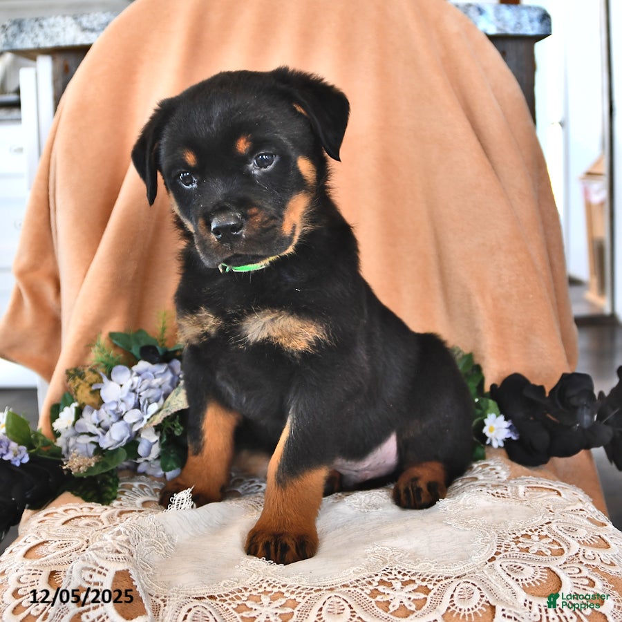 Rottweiler dogs Rocky - Ad 42