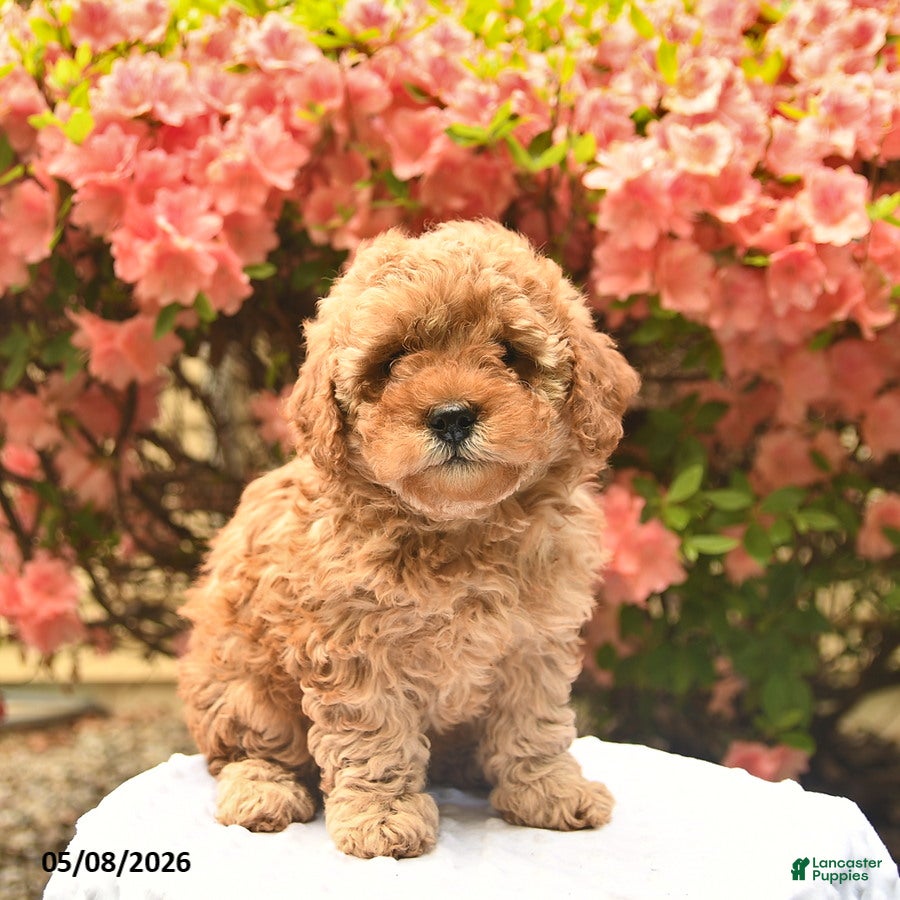 Cavapoo dogs for sale: Bella    - Ad 1