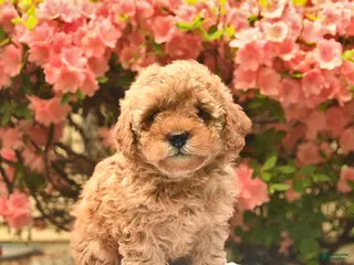 Cavapoo dogs for sale: Bella - Ad 1