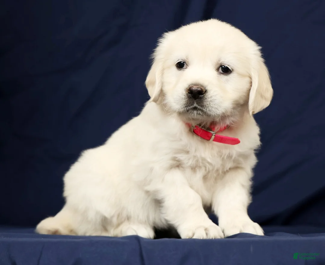 Golden Retriever dogs for sale: Trixie - Ad 1