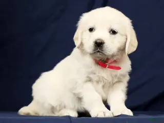 Golden Retriever dogs for sale: Trixie - Ad 1