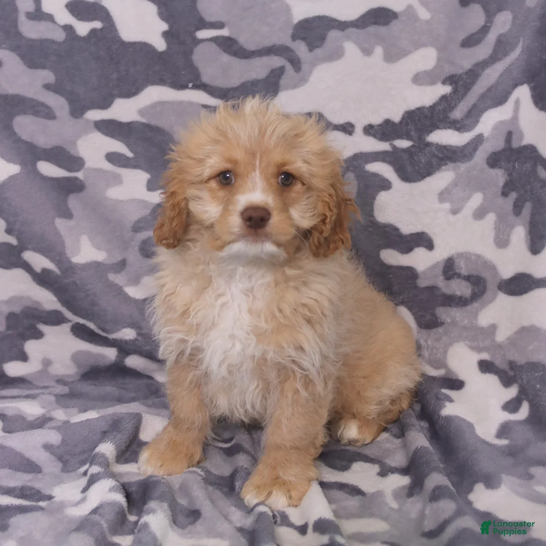 Cavapoo dogs for sale: Zeke - Ad 1