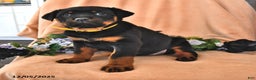 Rottweiler dogs for sale: Ann - Ad 2