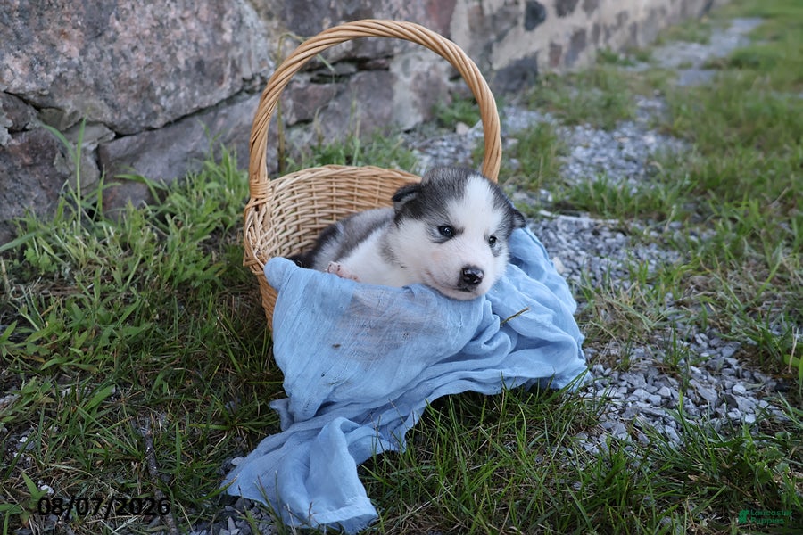 Alaskan Malamute dogs Kano - Ad 2