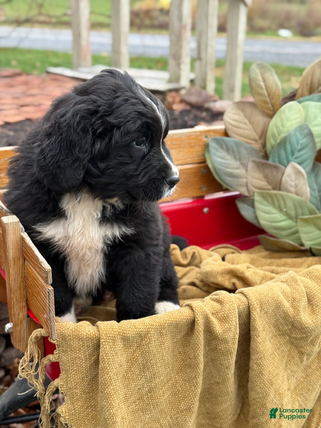 Mixed Breed dogs for sale: Whiskey - Ad 4