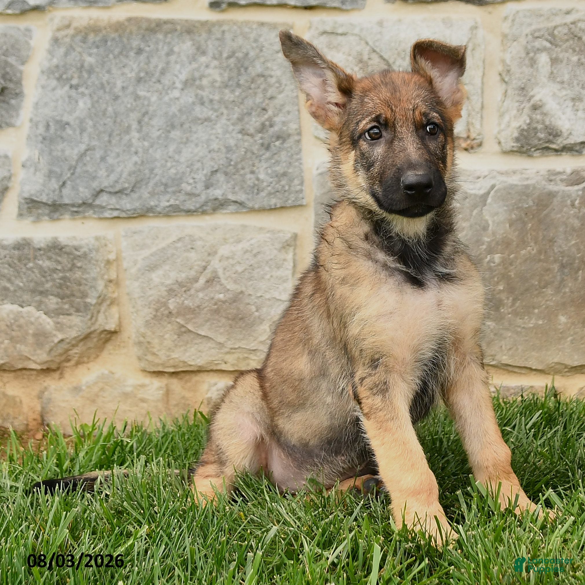 German Shepherd dogs Orangebud - Ad 2
